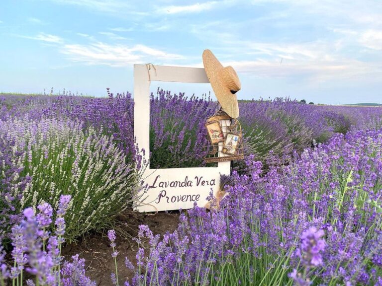 Lavanda Vera Provence – mesagerul dragostei